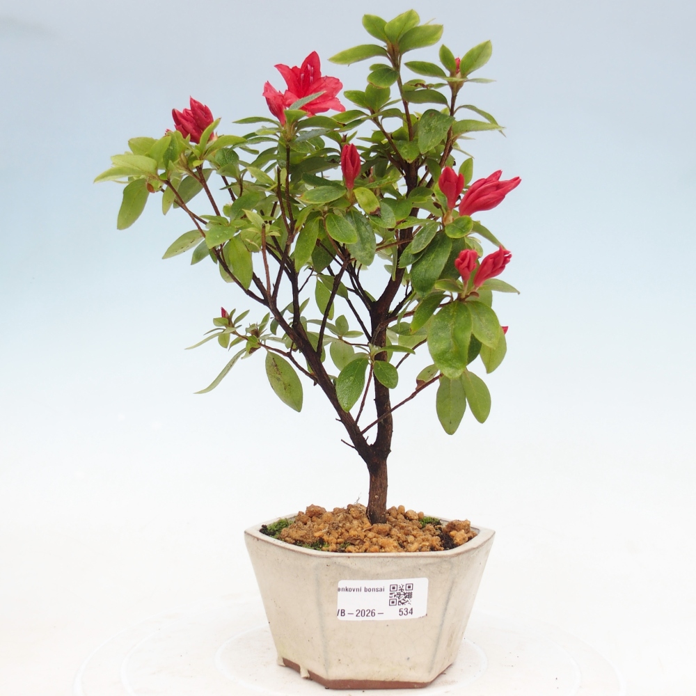 Bonsai für draußen - Japanische Azalee - Azalea sp.