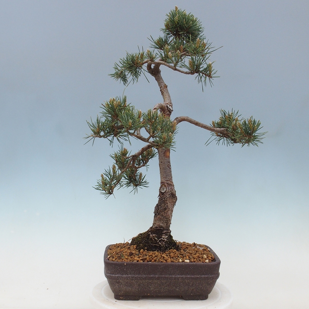 Bonsai für draußen - Pinus Sylvestris Watererri - Waldkiefer
