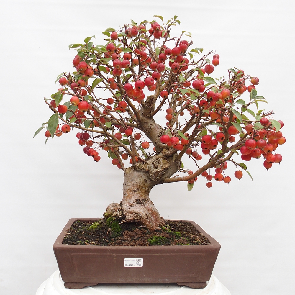 Outdoor-Bonsai -Malus halliana - Kleinfrüchtiger Apfelbaum