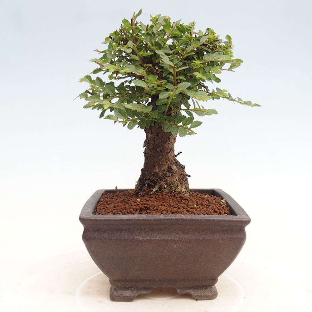 Bonsai für draußen - Ulmus parvifolia Hokkaido - Chinesische Ulme