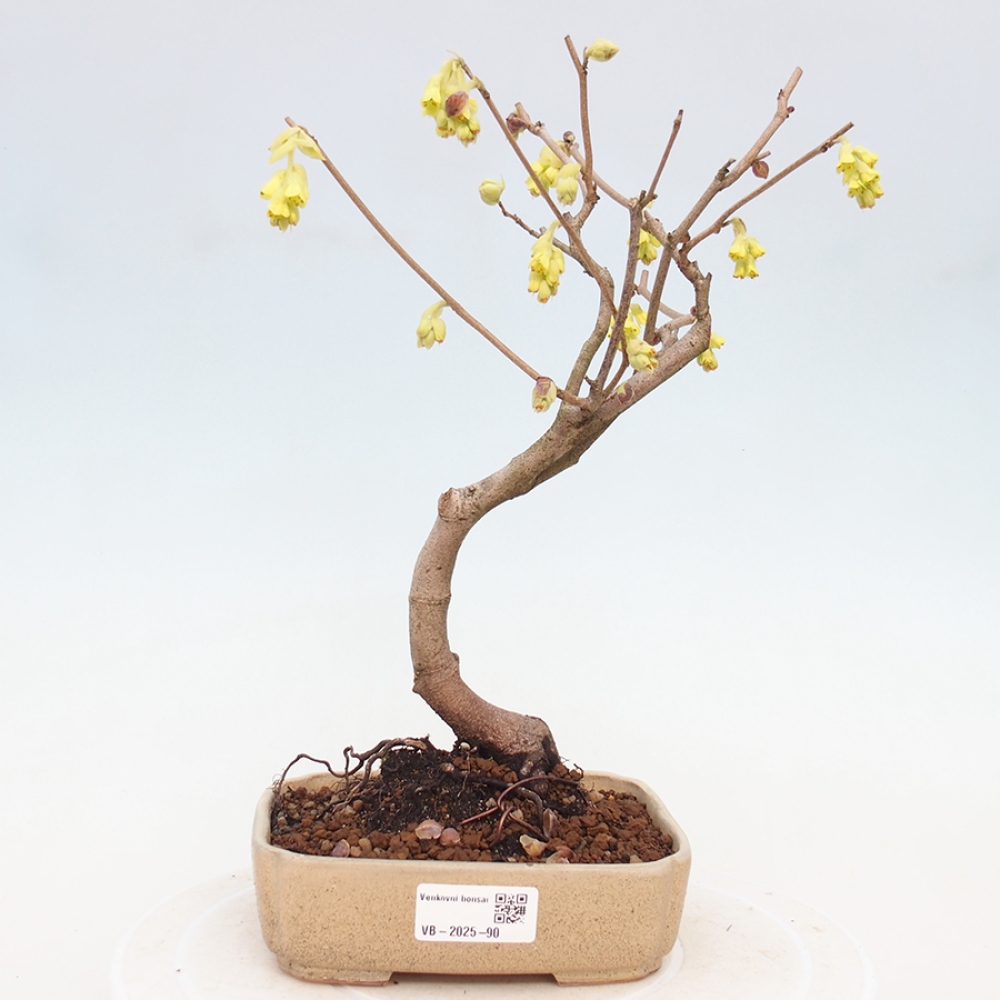 Bonsai für draußen - Hasel - Corylopsis Spicata