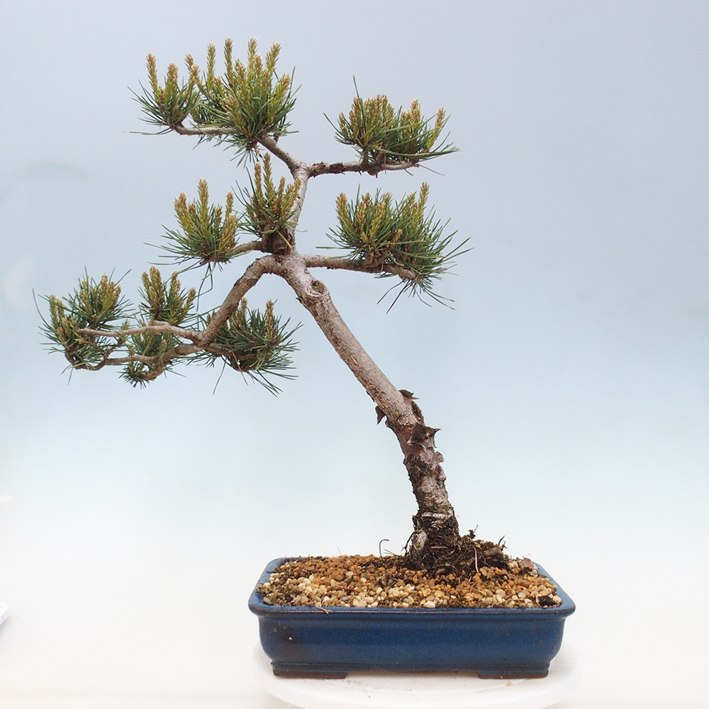 Bonsai für draußen - Pinus Sylvestris Watererri - Waldkiefer