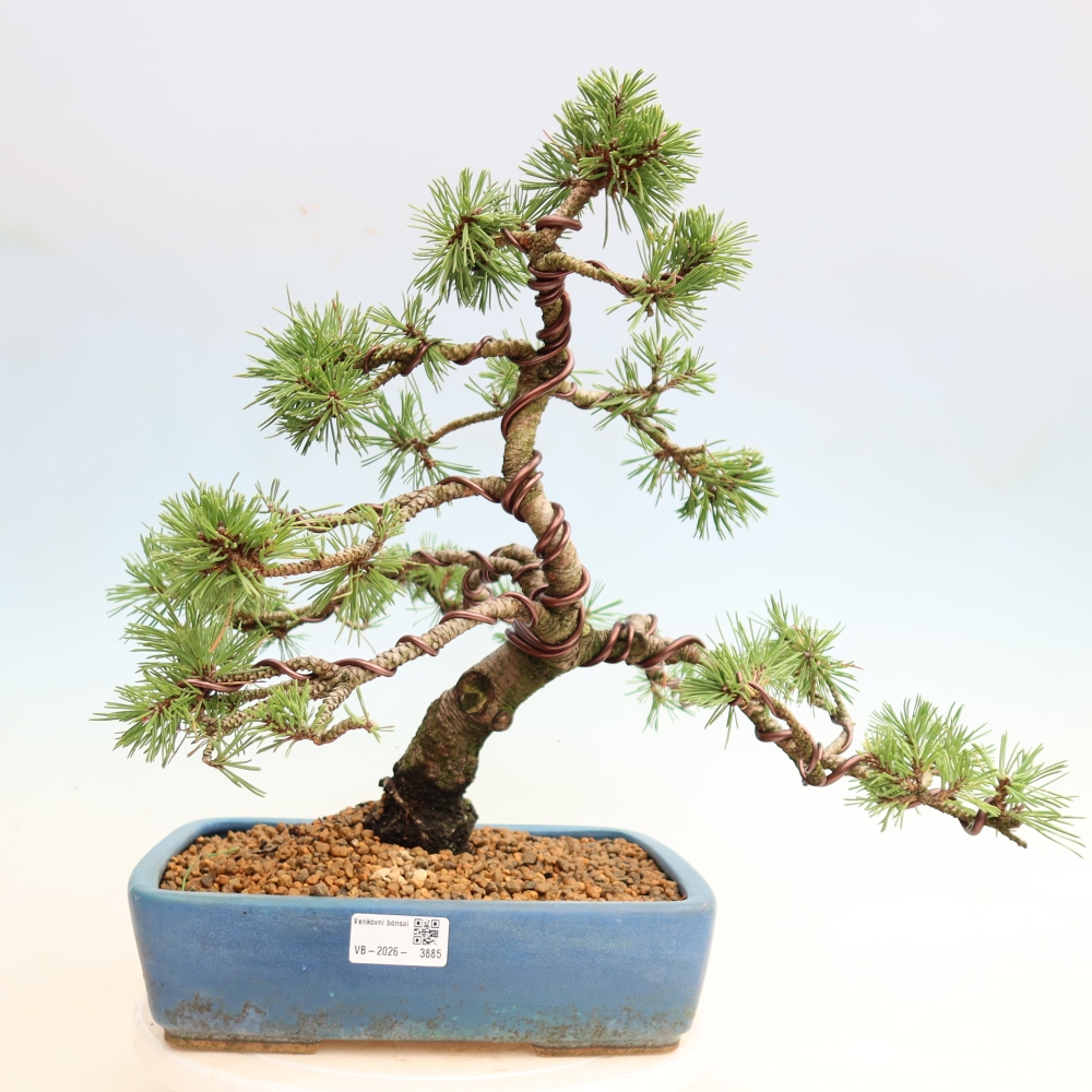 Bonsai für den Außenbereich – Pinus mugo Humpy – Zwergkiefer