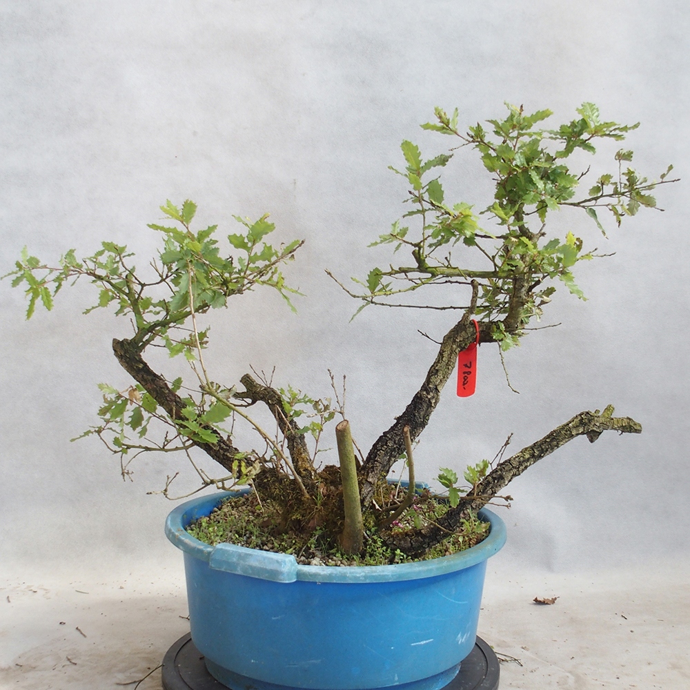 Außenbonsai Quercus Cerris - Eiche Cer