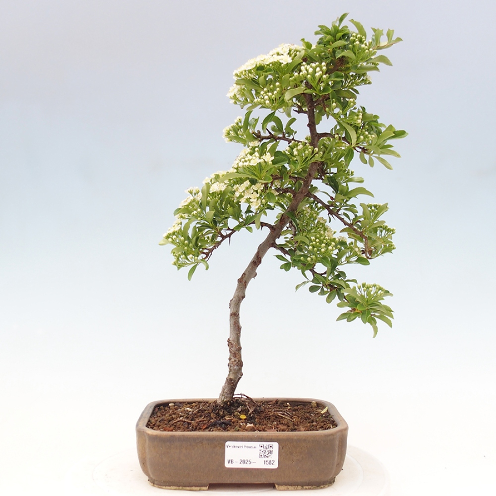 Freiland-Bonsai-Pyracantha Teton -Hlox