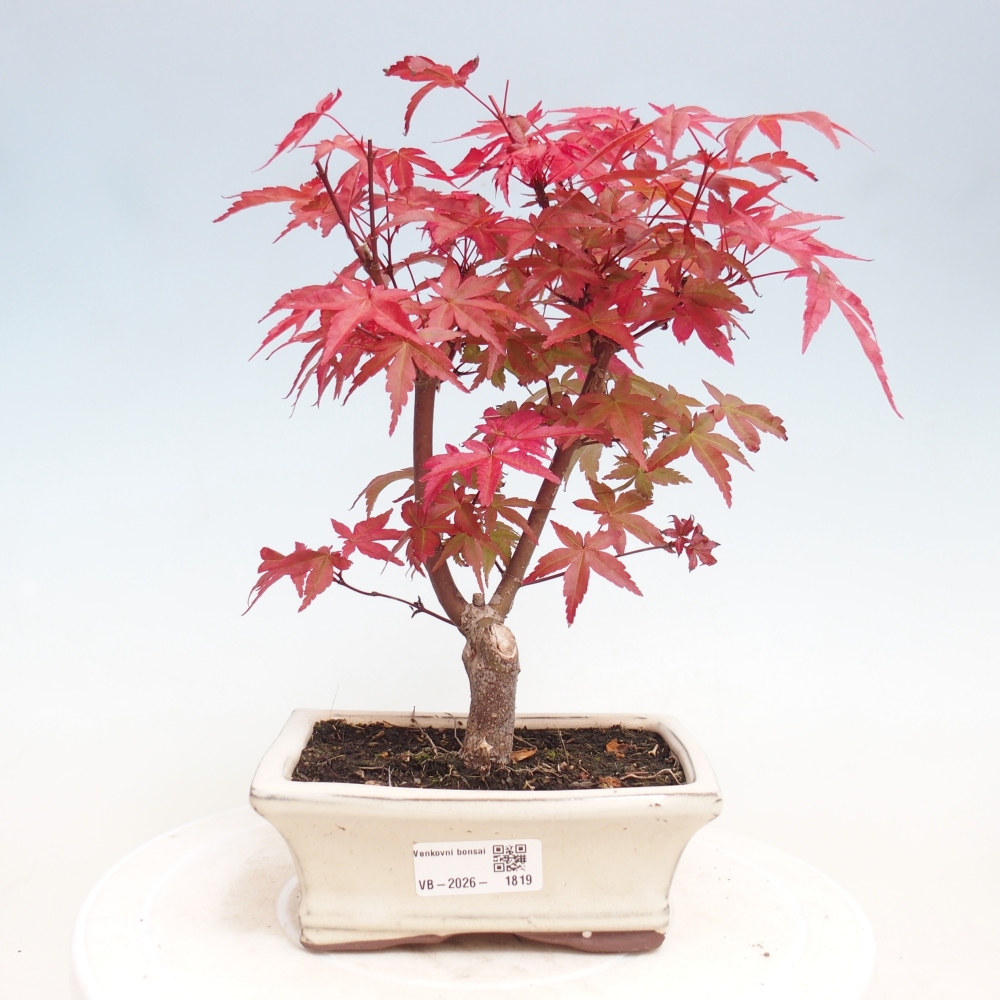 Bonsai für draußen - Acer palmatum DESHOJO