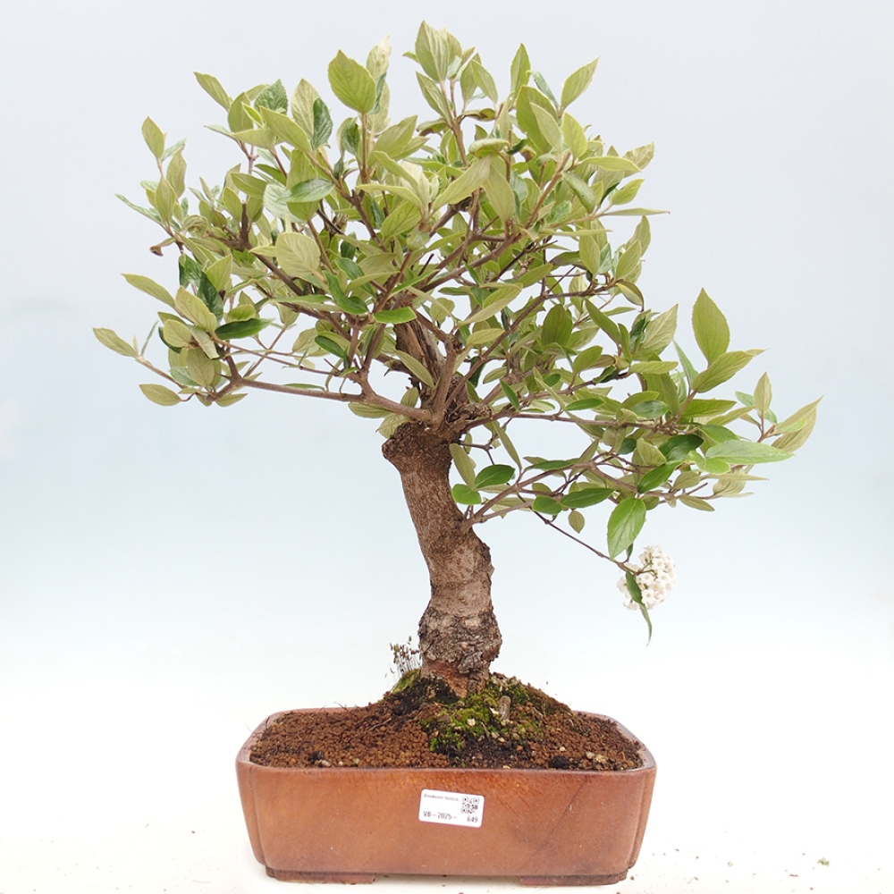 Bonsai für draußen - Kalina Bodnanská - Viburum carlesii hemsi