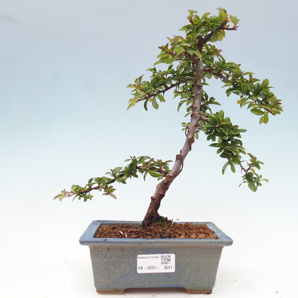 Freiland-Bonsai-Pyracantha Teton -Hlox