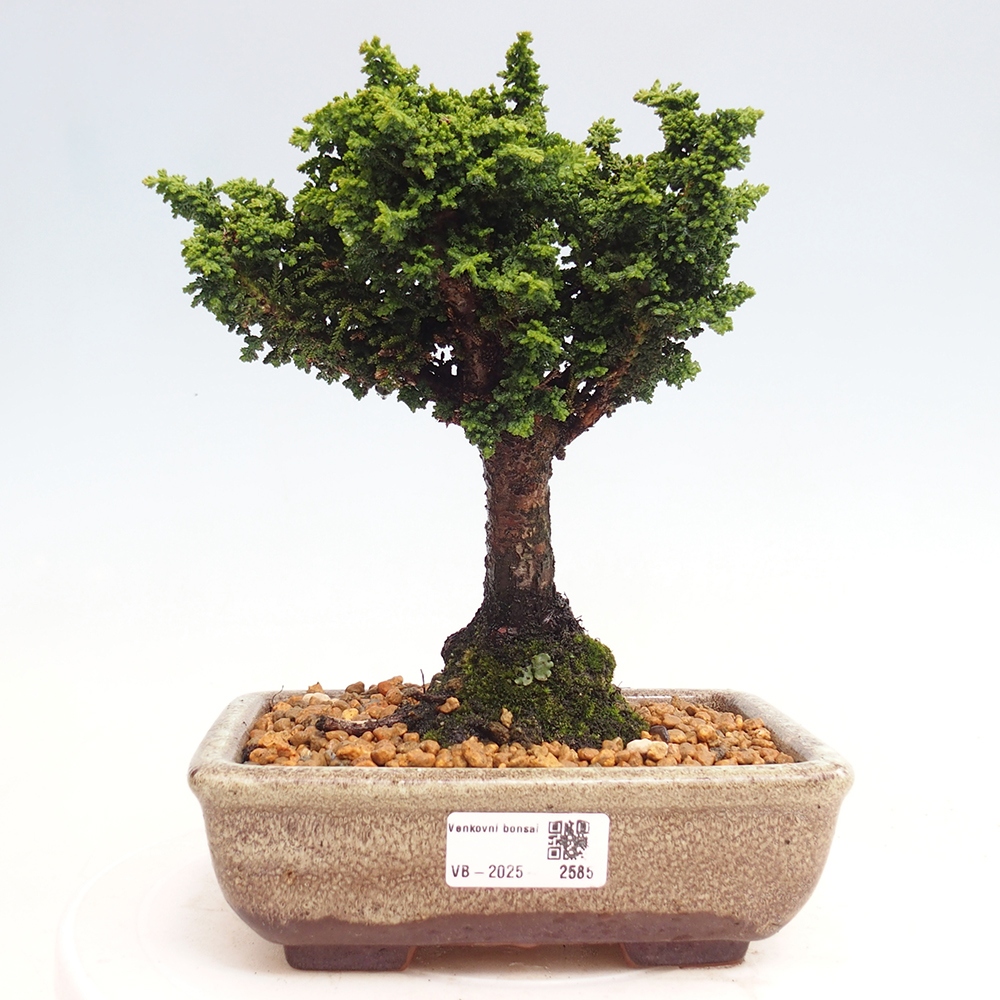 Bonsai für draußen - Cham. obtusa SEKKA HINOKI - Zypresse
