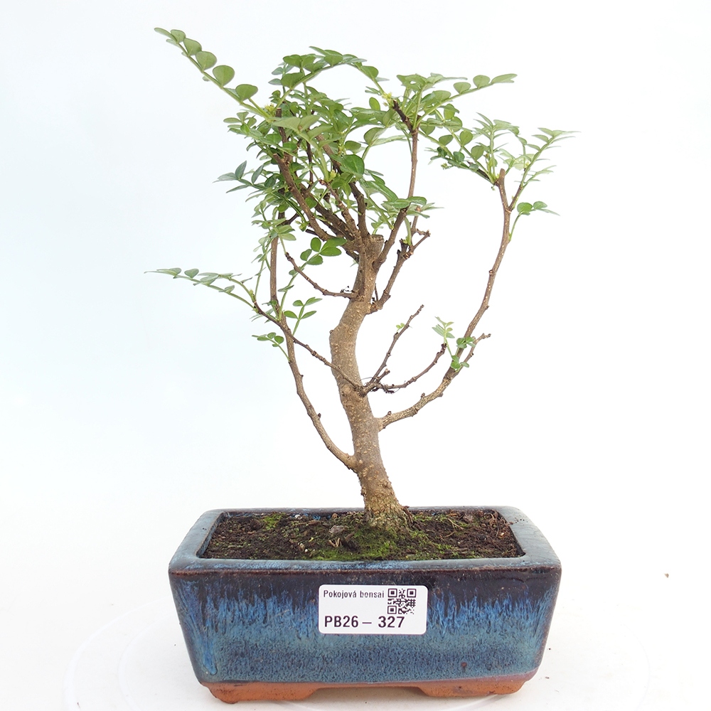 Zimmer Bonsai - Zantoxylum piperitum - Pfefferbaum