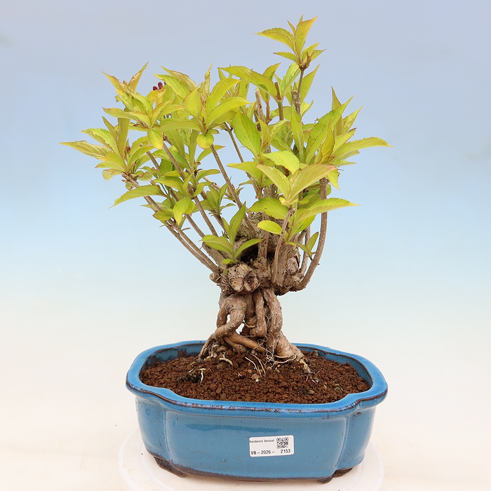 Freiland-Bonsai – Weigela subsessilis – Koreanische Weigela