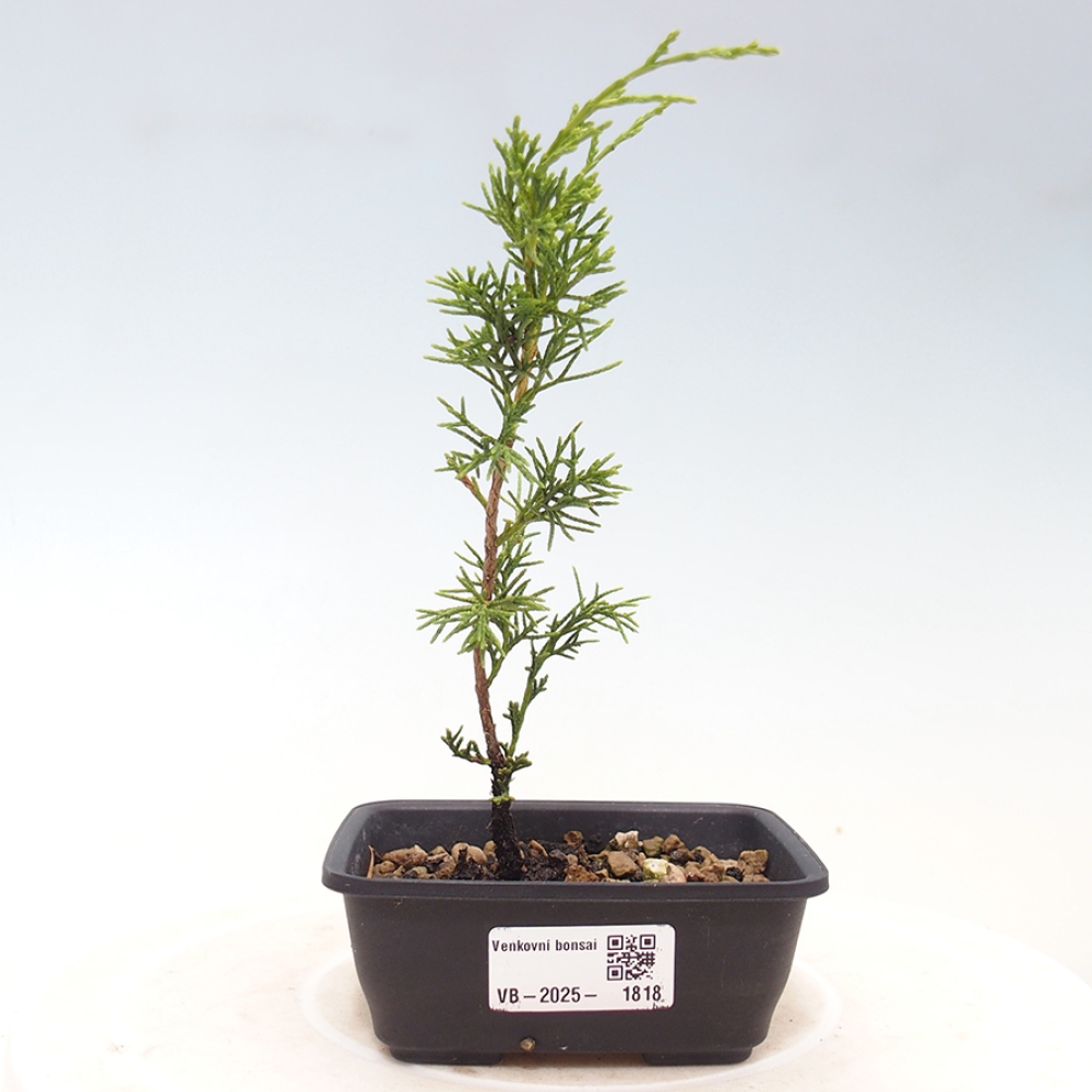 Bonsai für draußen - Juniperus chinensis Itoigawa