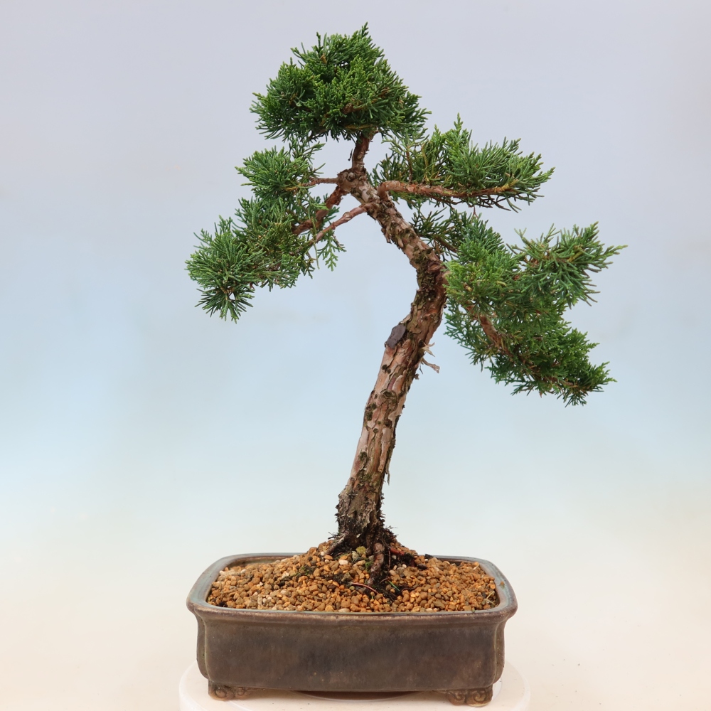 Bonsai für draußen - Juniperus chinensis Kishu