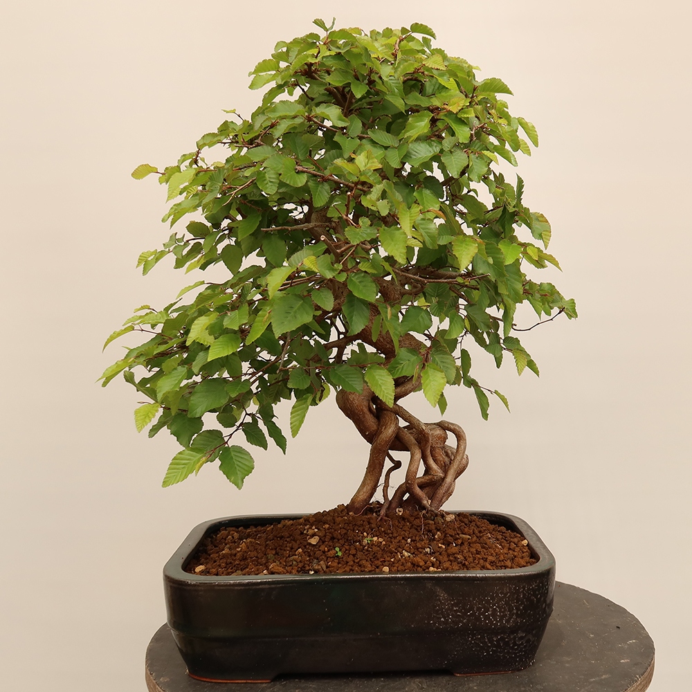 Bonsai für draußen - Karpinus Coreana - Koreanische Hainbuche