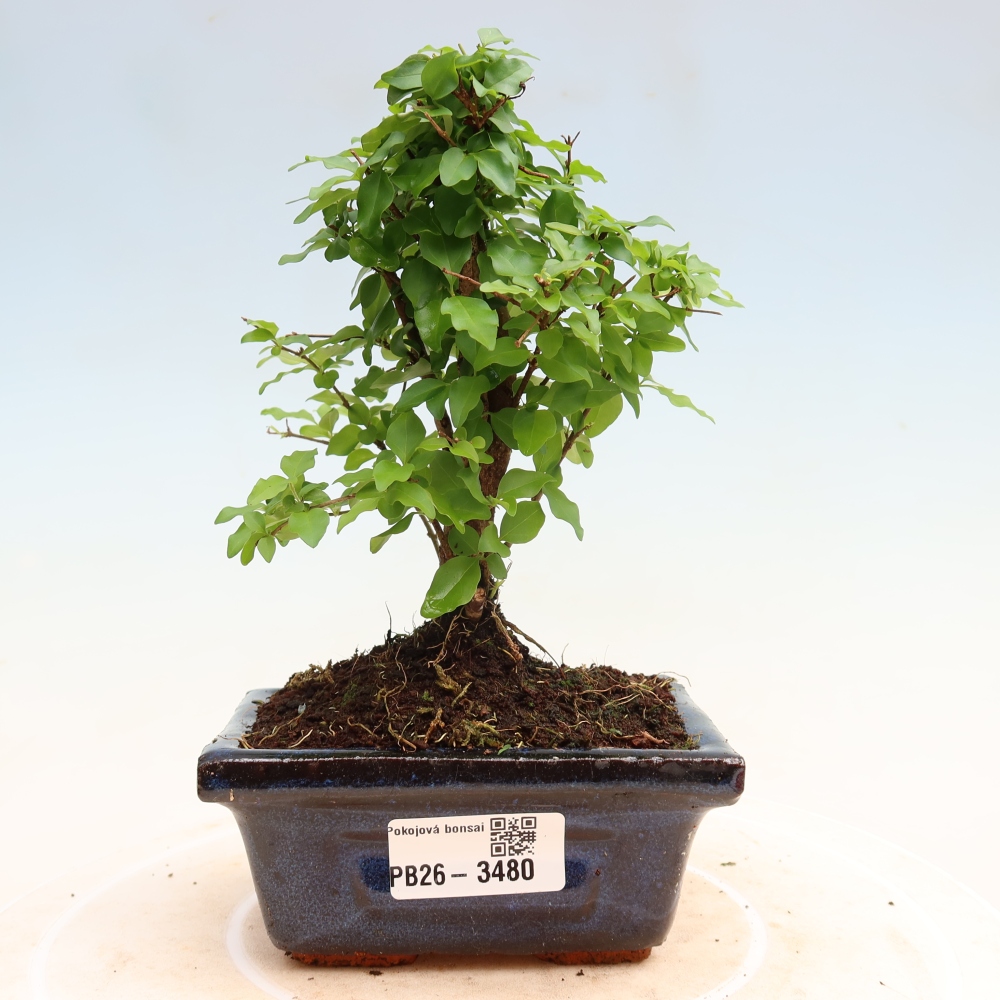 Zimmer Bonsai -Ligustrum chinensis - Vogelschnabel