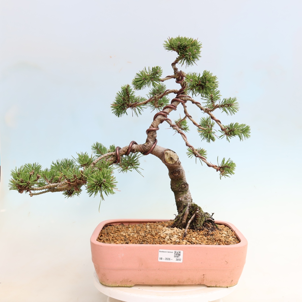Bonsai für den Außenbereich – Pinus mugo Humpy – Zwergkiefer