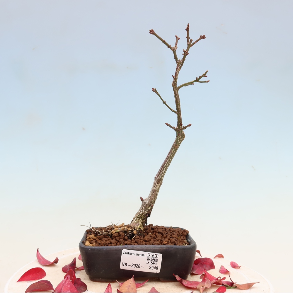 Bonsai für den Außenbereich – Euonymus alatus comactus – Flügel-Spindelstrauch