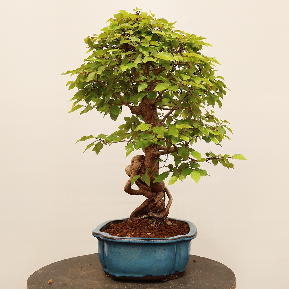 Bonsai für draußen - Karpinus Coreana - Koreanische Hainbuche