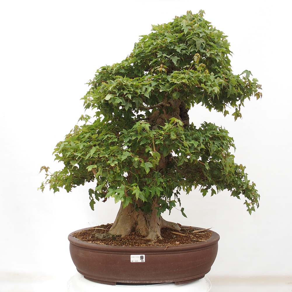 Bonsai für draußen - Acer Buergerianum - Bergahorn
