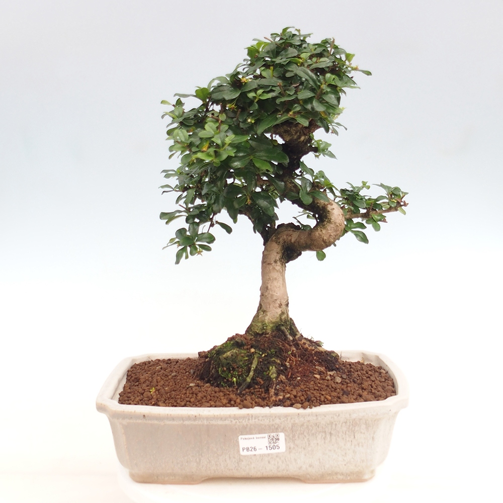 Zimmer-Bonsai - Carmona macrophylla - Tee-Fuki
