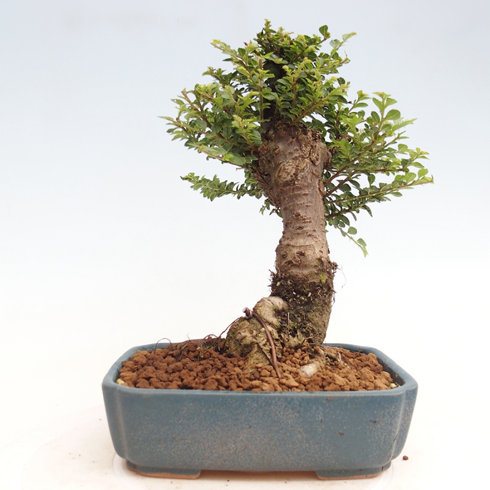 Bonsai für draußen - Ulmus parvifolia Hokkaido - Chinesische Ulme