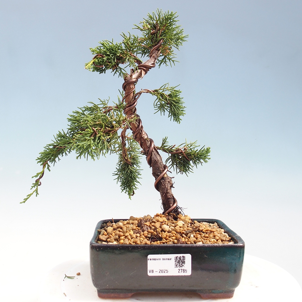 Bonsai für draußen - Juniperus chinensis Kishu