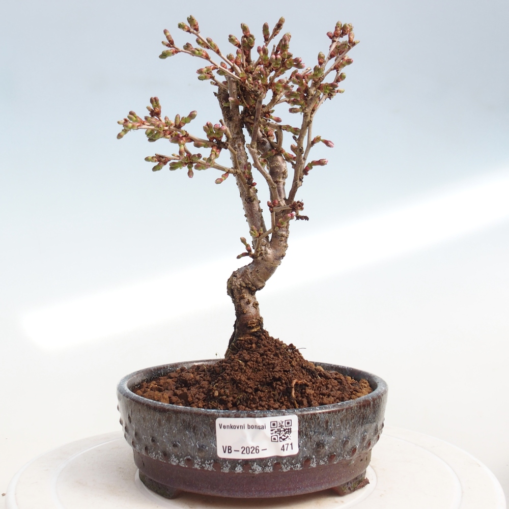 Bonsai für draußen - Prunus incisa Kojou-no mai-Plivon ausgeschnitten