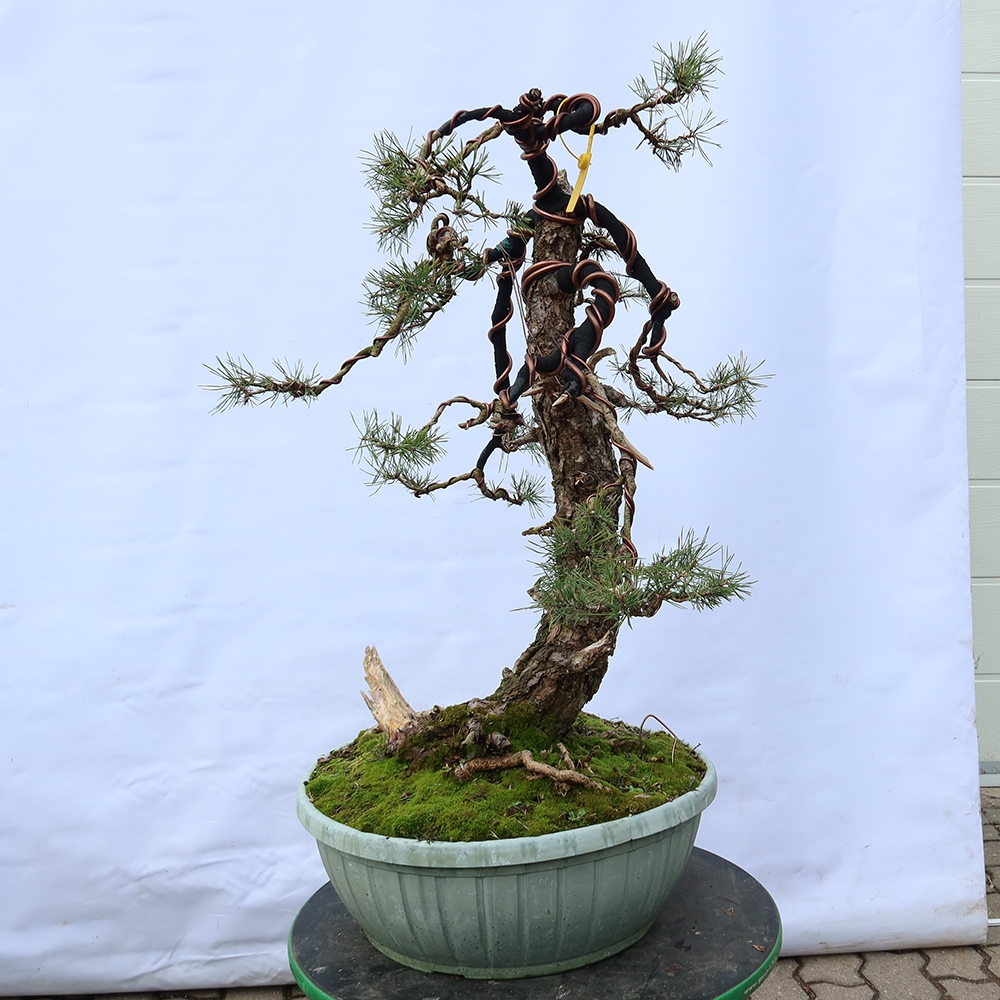 Pinus sylvestris Spanien – Waldkiefer