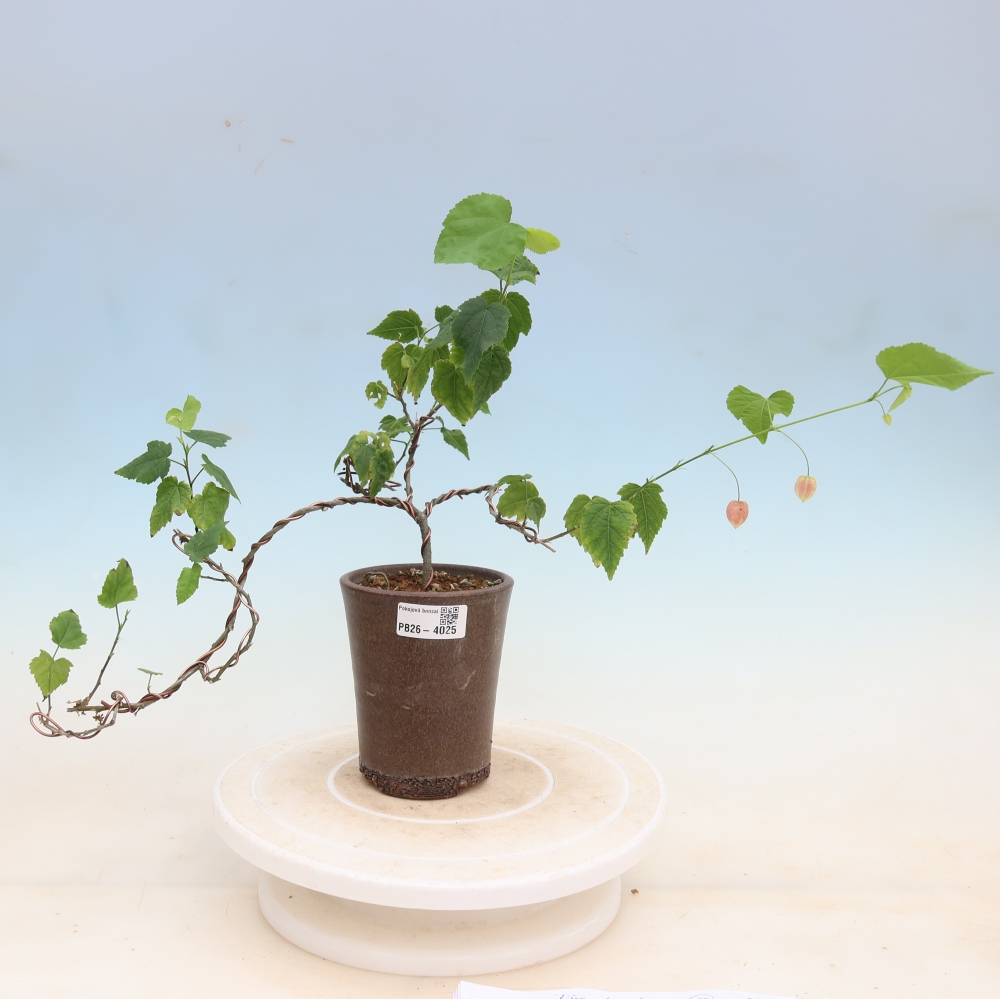 Zimmerbonsai - Abutilon Big Bell - Moltebeere