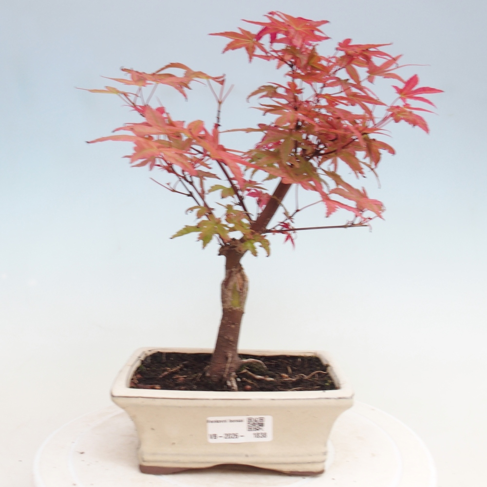 Bonsai für draußen - Acer palmatum DESHOJO