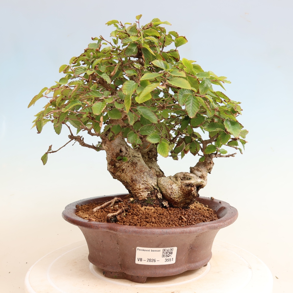 Bonsai für draußen -Carpinus CARPINOIDES - Koreanische Hainbuche