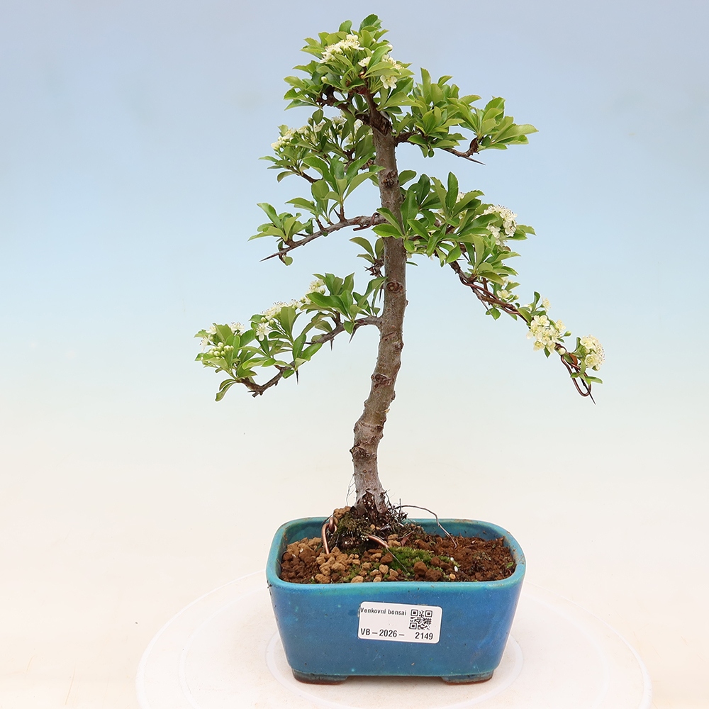 Bonsai für den Außenbereich – Pyracantha teton – Feuerdorn