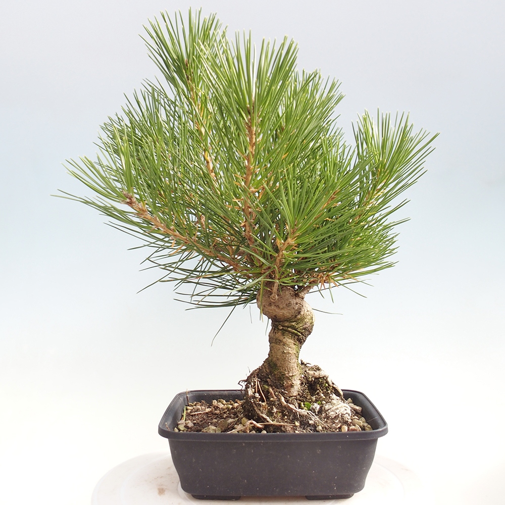 Bonsai für draußen - Pinus thunbergii - Thunberg-Kiefer