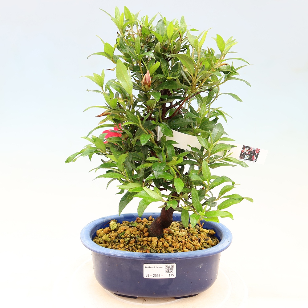 Bonsai für draußen - Japanische Azalee - Azalee CHIHIRO