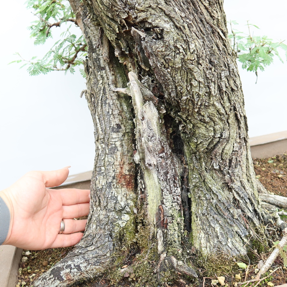 Zimmer Bonsai - Akazien Arabica