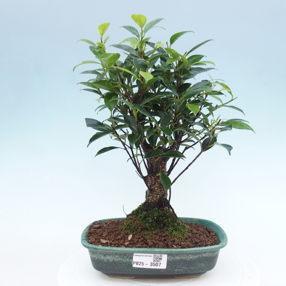Zimmerbonsai - Ficus retusa - Kleinblättriger Ficus