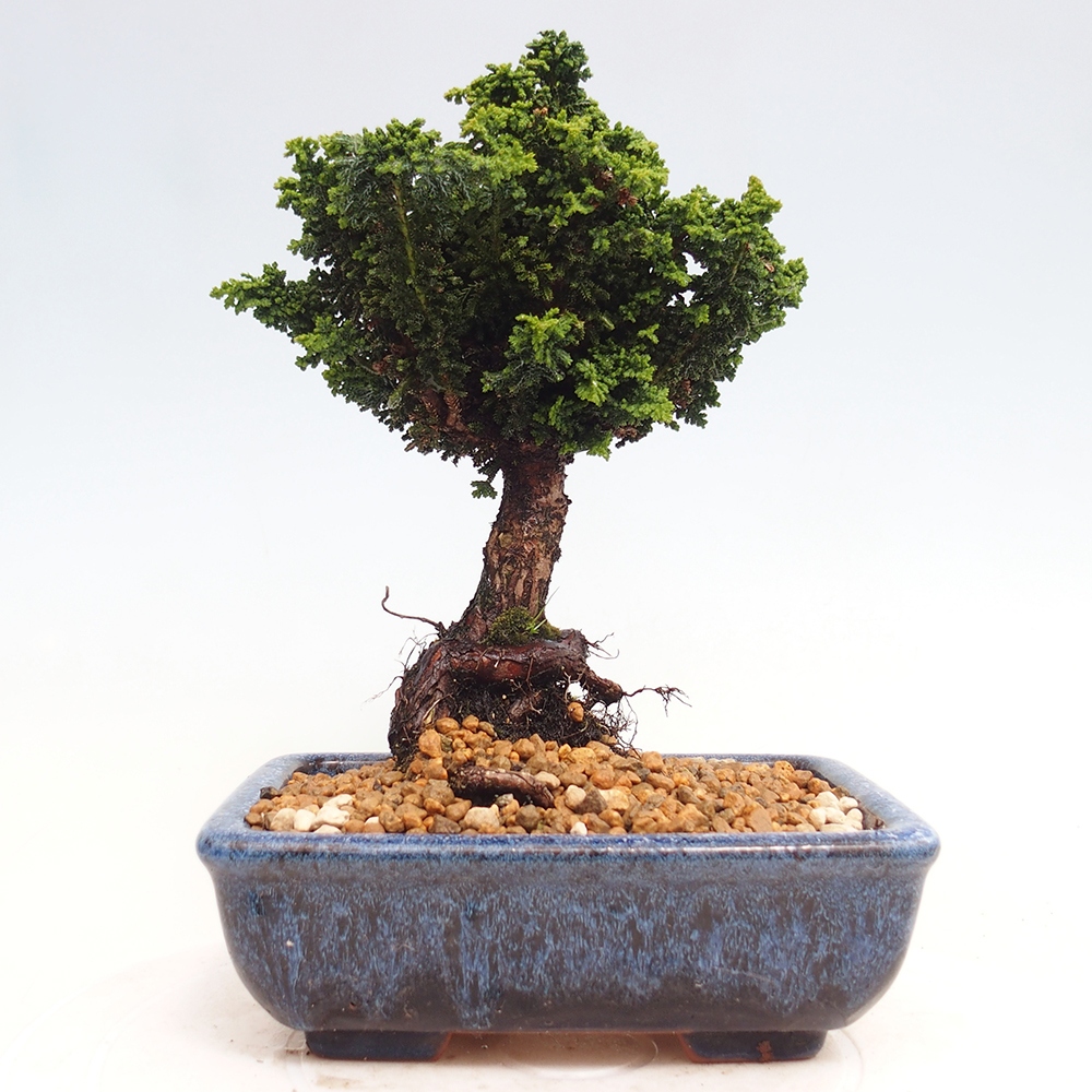 Bonsai für draußen - Cham. obtusa SEKKA HINOKI - Zypresse