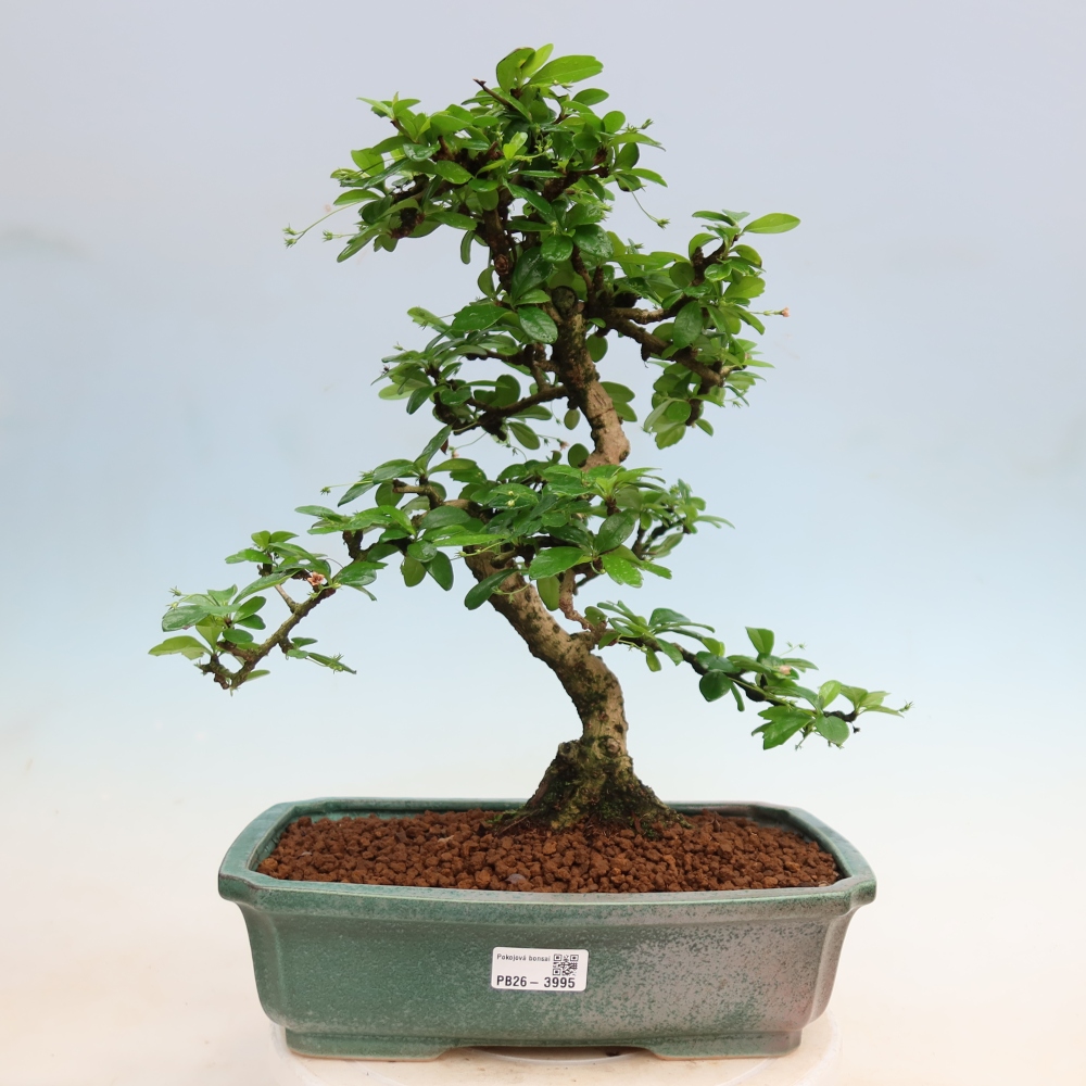 Zimmer-Bonsai - Carmona macrophylla - Tee-Fuki
