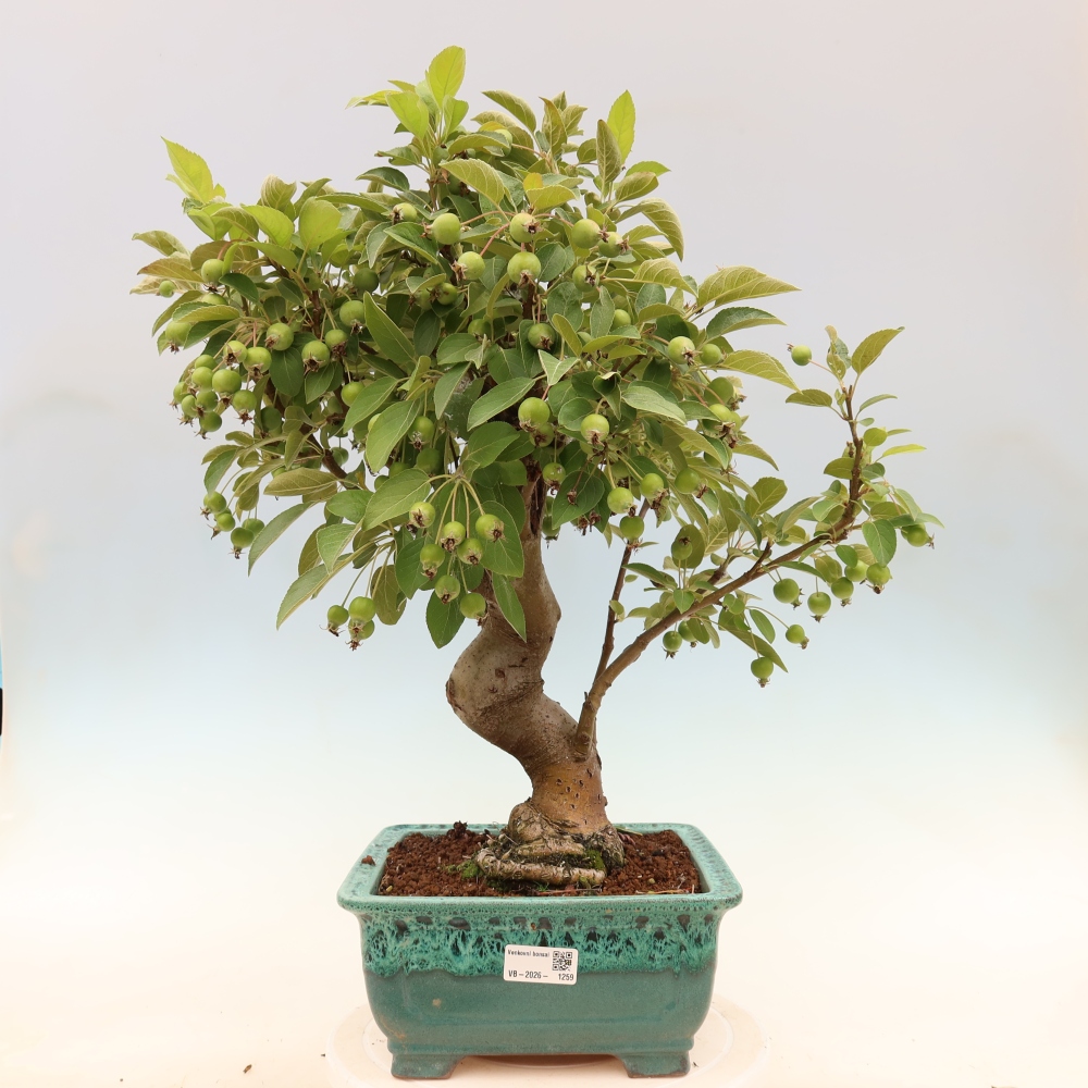 Outdoor-Bonsai -Malus halliana - Kleinfrüchtiger Apfelbaum