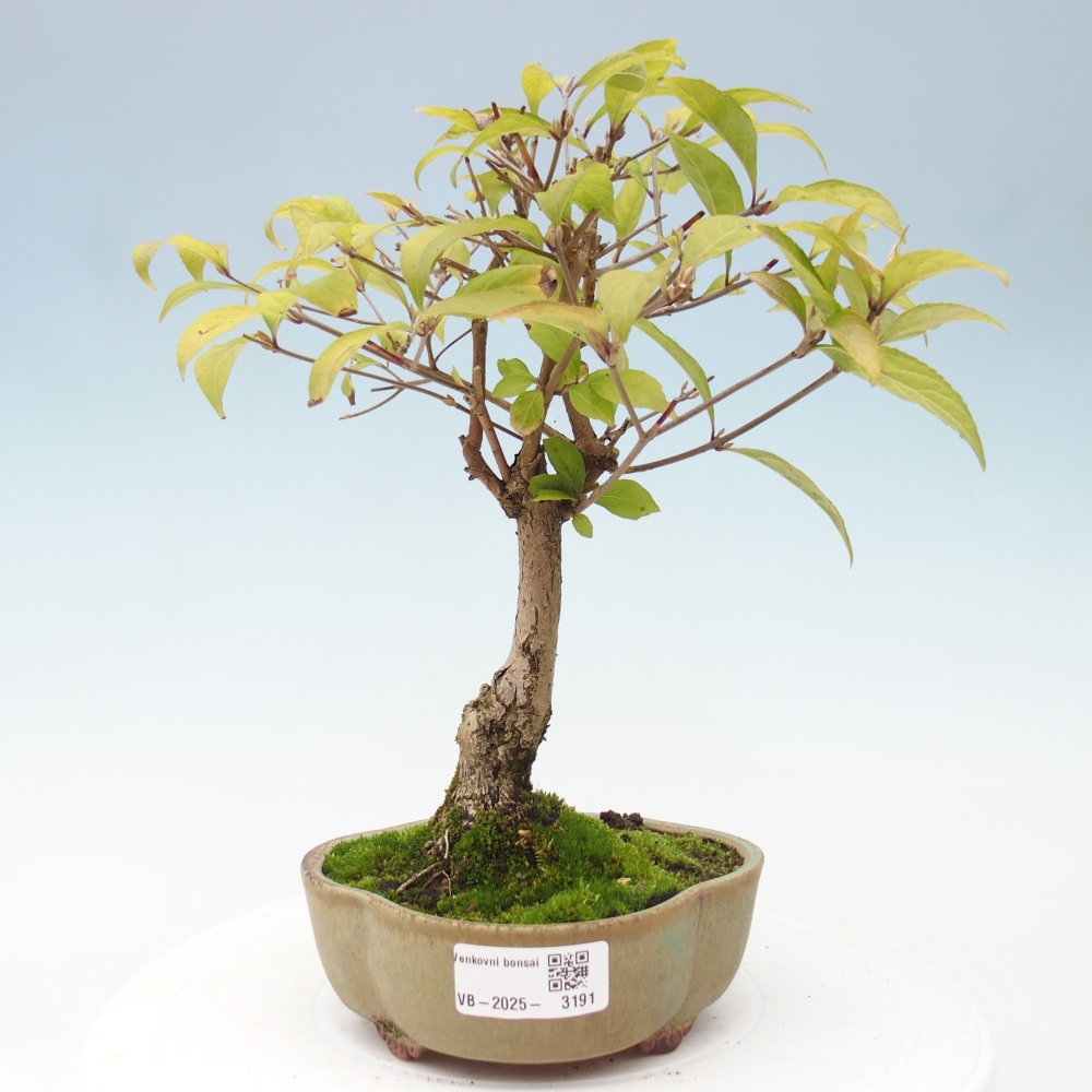 Bonsai für draußen - Callicarpa japonica