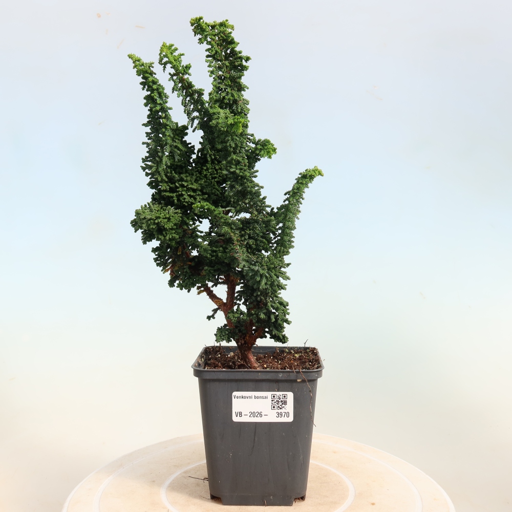 Bonsai für draußen - Cham. obtusa SEKKA HINOKI - Zypresse