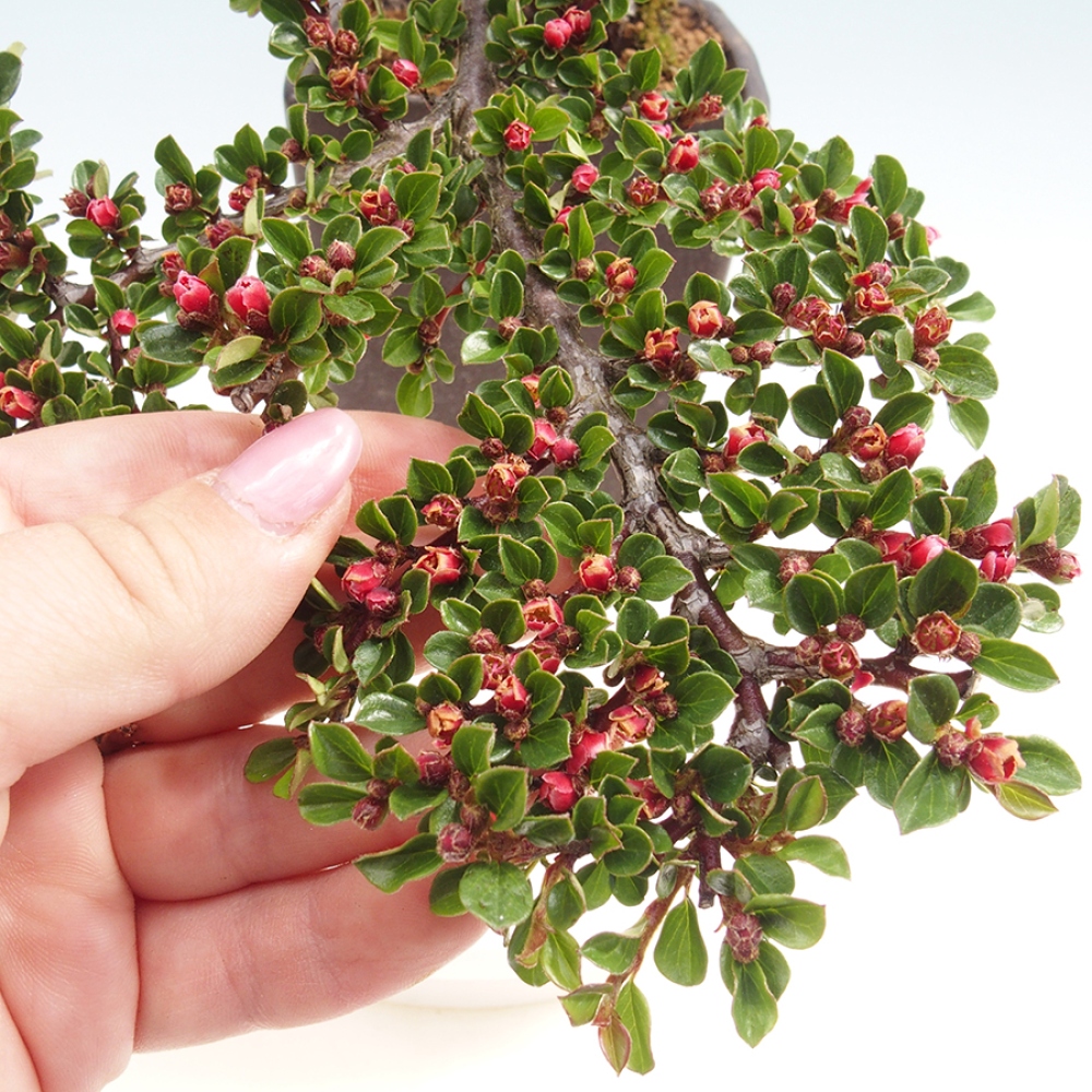 Freiland-Bonsai-Cotoneaster horizontalis - Rocky Mountain