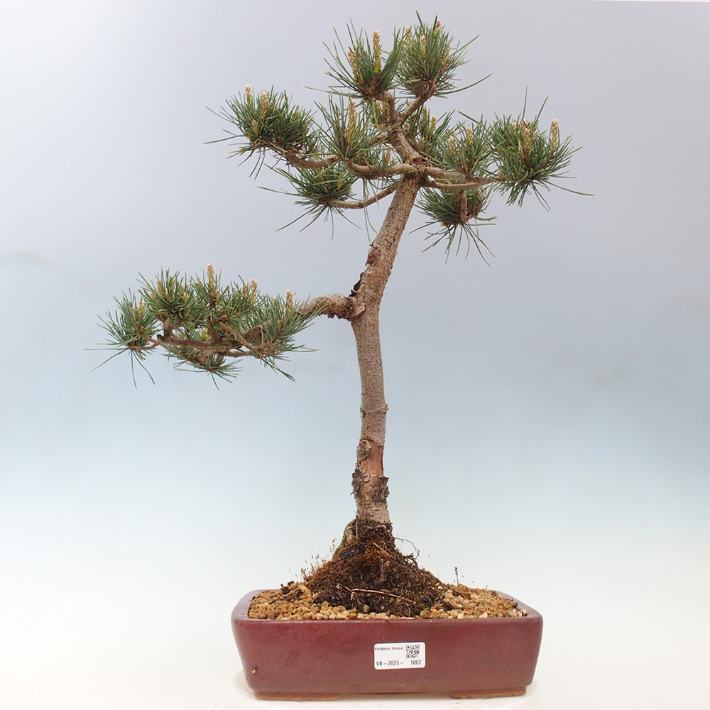 Bonsai für draußen - Pinus Sylvestris Watererri - Waldkiefer