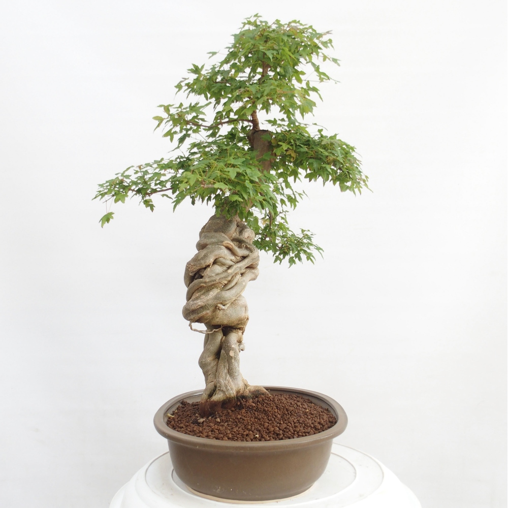 Bonsai für draußen - Acer Buergerianum - Bergahorn
