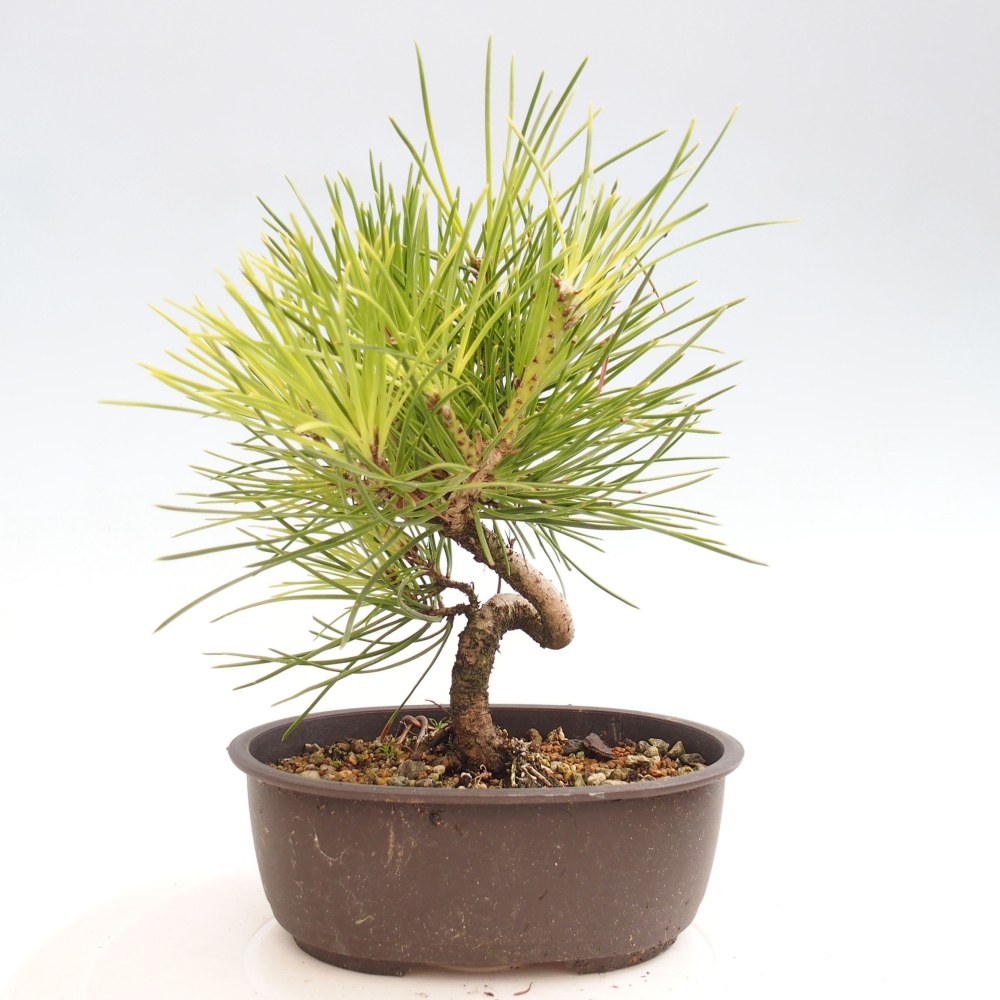 Bonsai für draußen - Pinus thunbergii - Thunberg-Kiefer