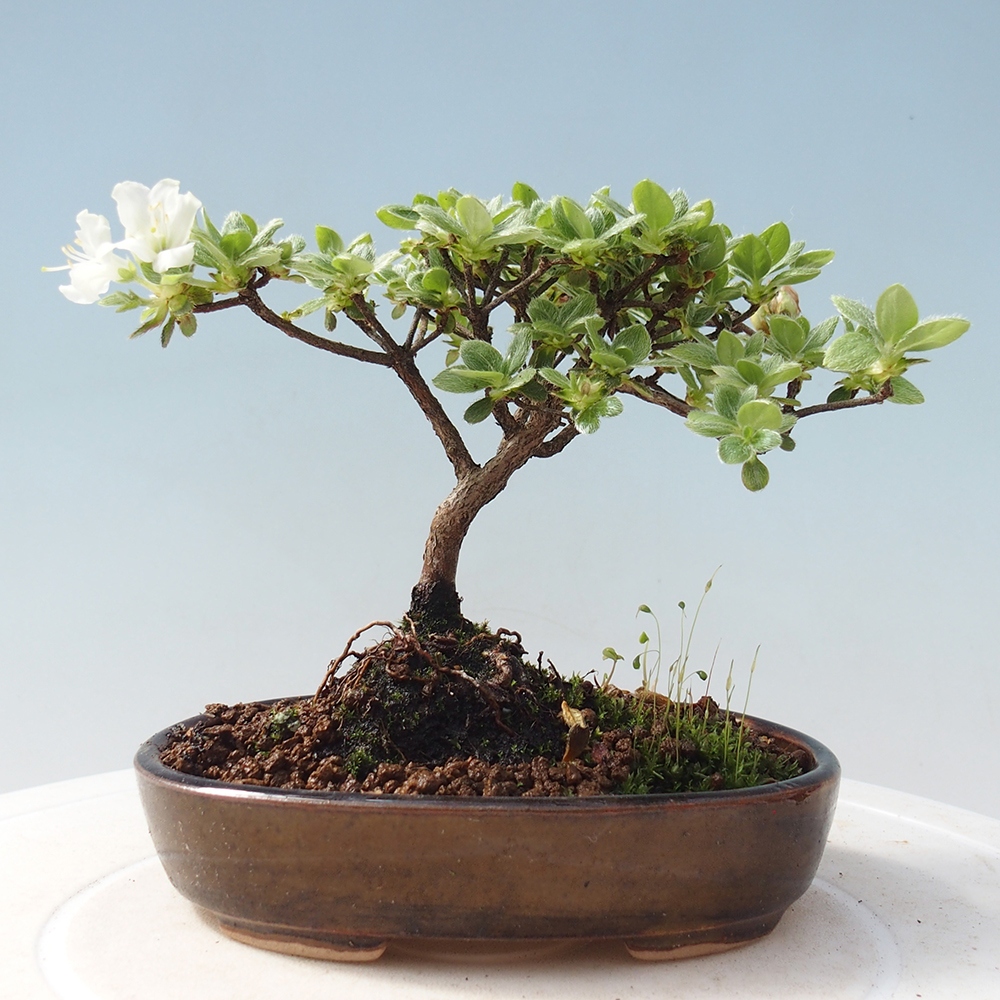 Bonsai für draußen - Rhododendron indicum - Japanische Azalee