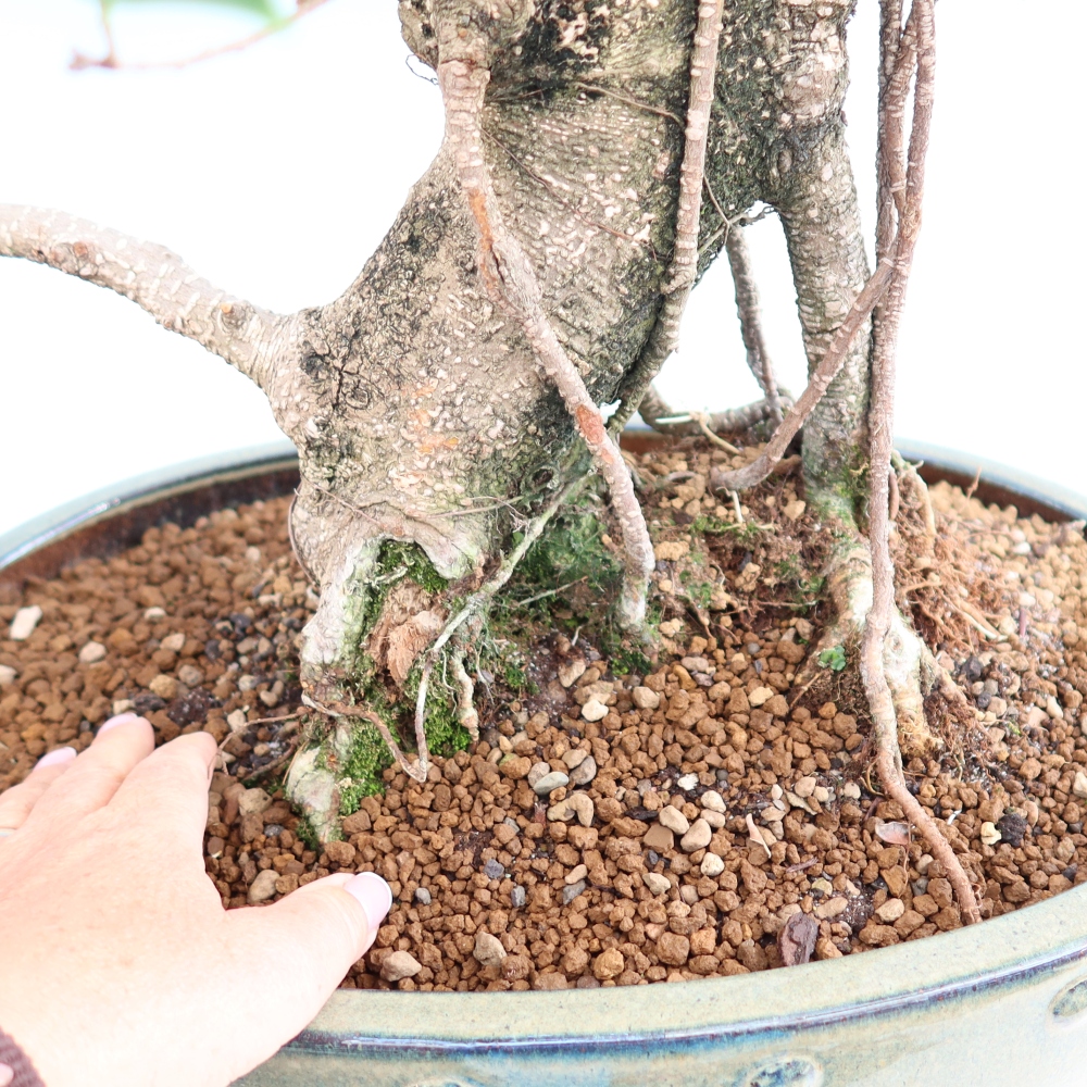 Zimmerbonsai - Ficus kimmen - Kleinblättriger Ficus