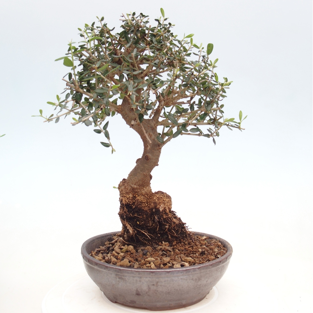 Zimmerbonsai - Olea europaea sylvestris