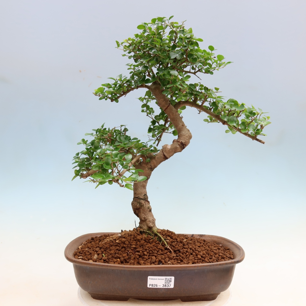 Zimmerbonsai -Ligustrum retusa - Kleinblättriger Vogelschnabel