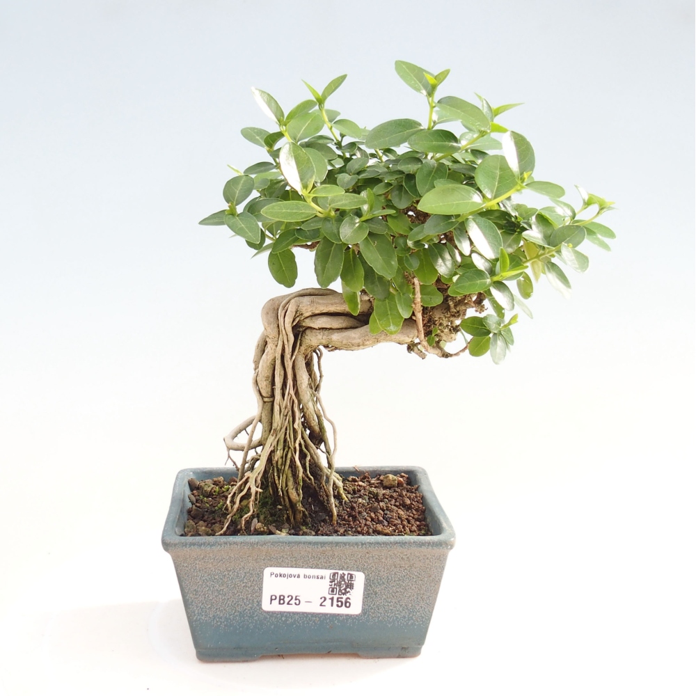 Zimmerbonsai - Premna serratifolia - Kozlovna malolista
